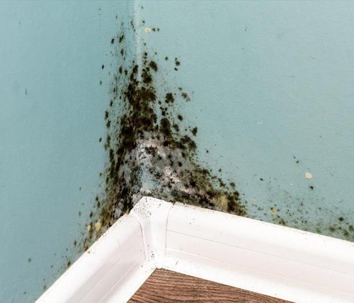 Mold growing in the corner of a room